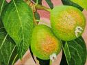 Frutas 1